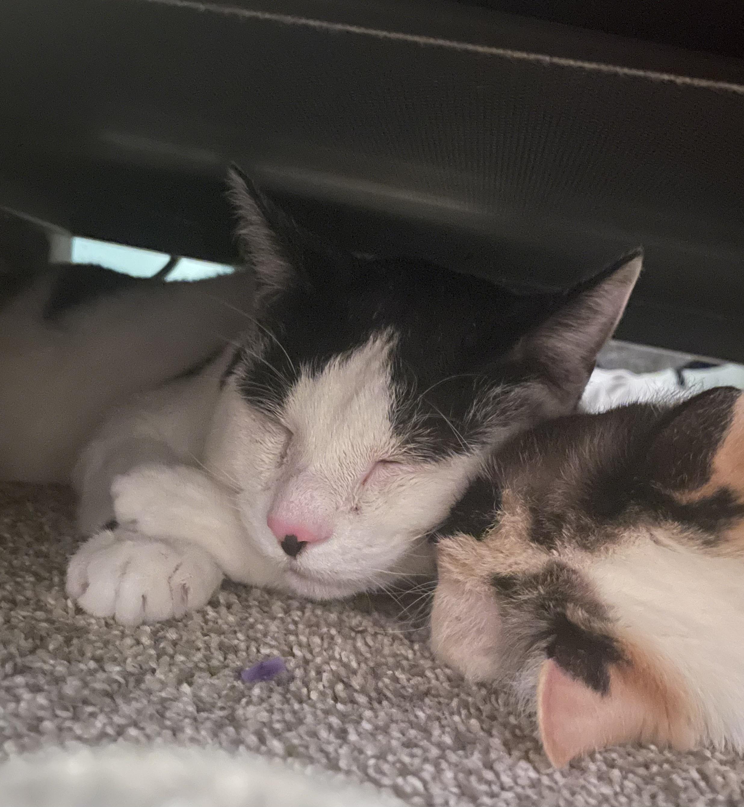 Enlarge Mike, a Adoptable mixed breed in Lockport, IL image 2/4