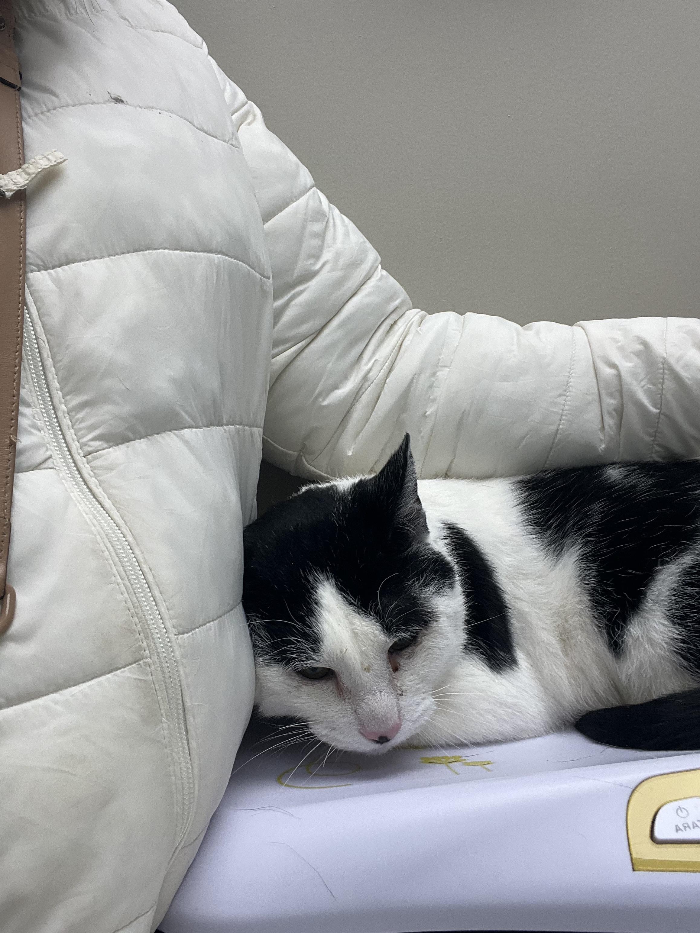 Enlarge Mike, a Adoptable mixed breed in Lockport, IL image 3/4