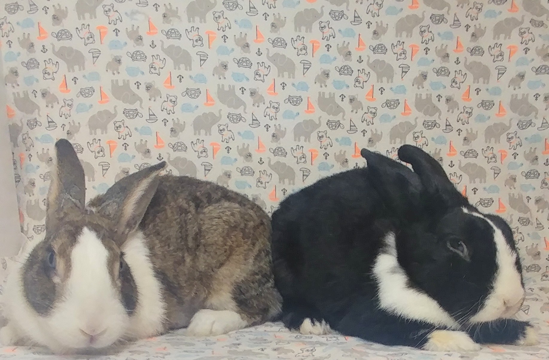 Whim & Whimsy, Adoptable, Adult Male Dutch.