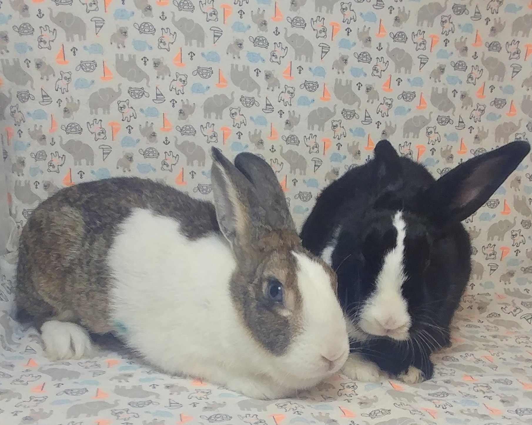 Enlarge Whim & Whimsy, a Adoptable Dutch in Lake Elsinore, CA image 2/5