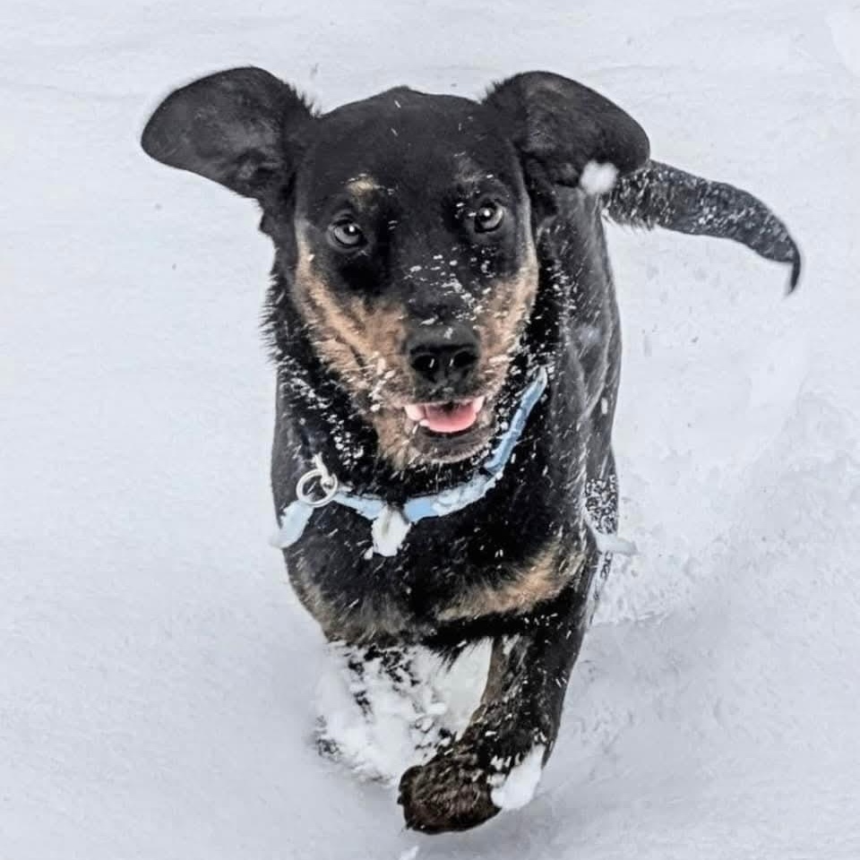 Enlarge Arlo, a Adoptable mixed breed in Mount Bethel, PA image 1/6