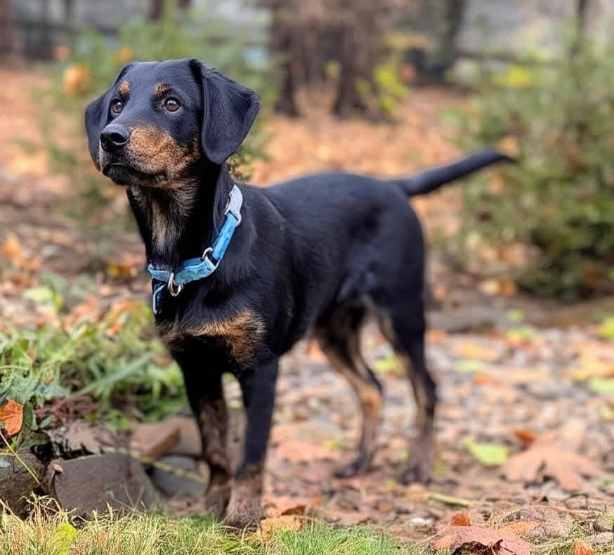 Enlarge Arlo, a Adoptable mixed breed in Mount Bethel, PA image 3/6