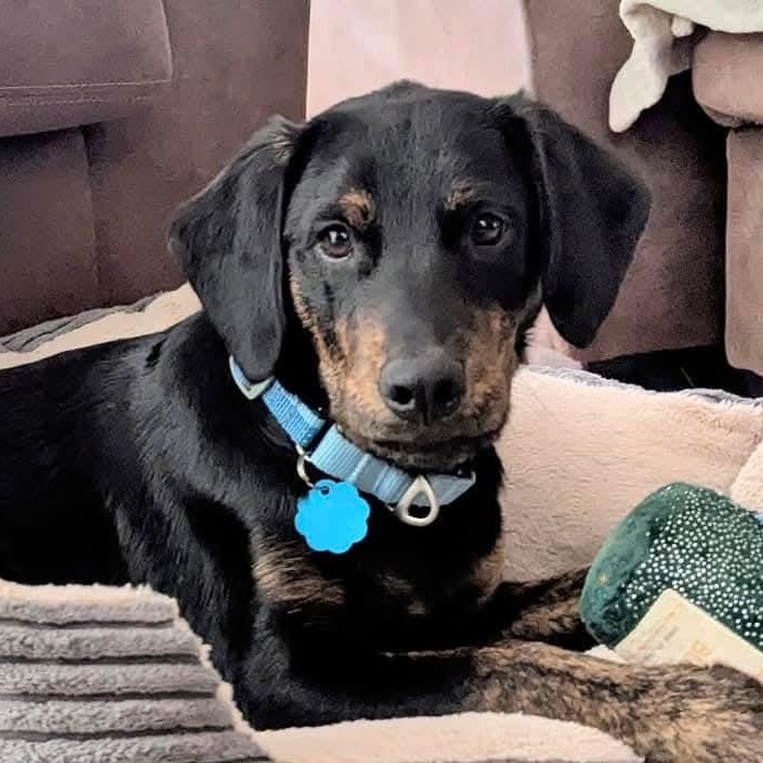 Enlarge Arlo, a Adoptable mixed breed in Mount Bethel, PA image 4/6