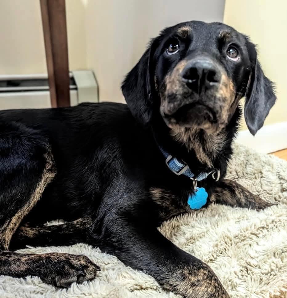 Enlarge Arlo, a Adoptable mixed breed in Mount Bethel, PA image 5/6