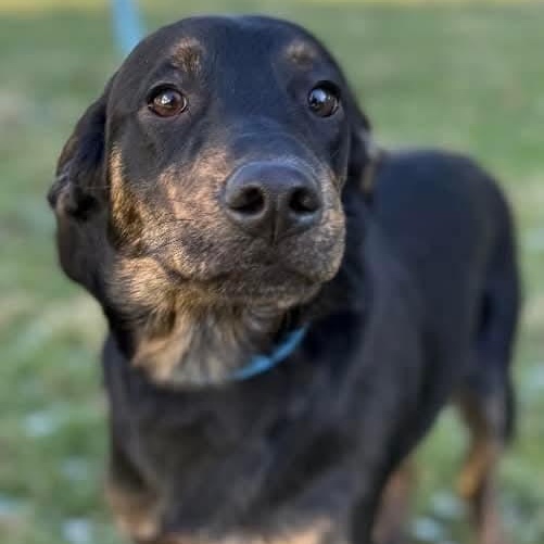Arlo, Adoptable, Puppy Male Hound & Labrador Retriever.