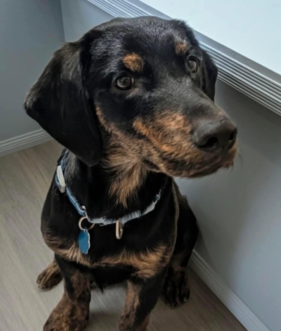 Enlarge Arlo, a Adoptable mixed breed in Mount Bethel, PA image 6/6