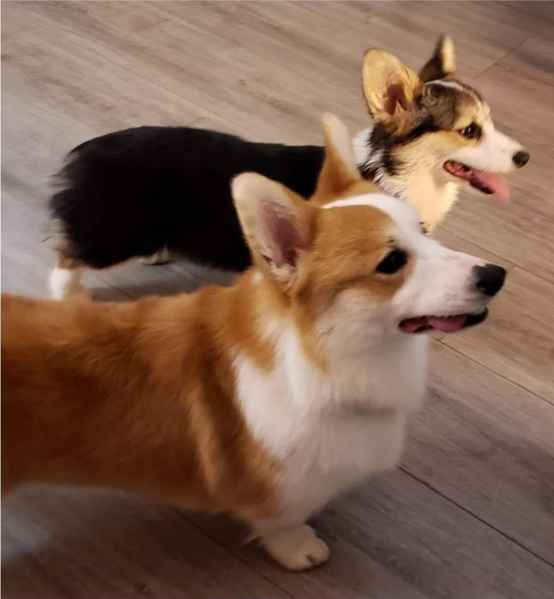 Enlarge Trinka, a Adopted Corgi in Woodstock, GA image 3/4