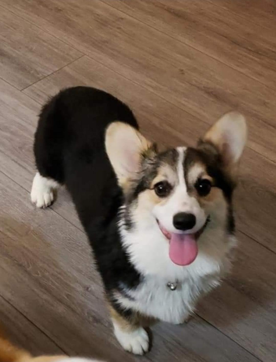 Trinka, Adopted, Adult Female Corgi.