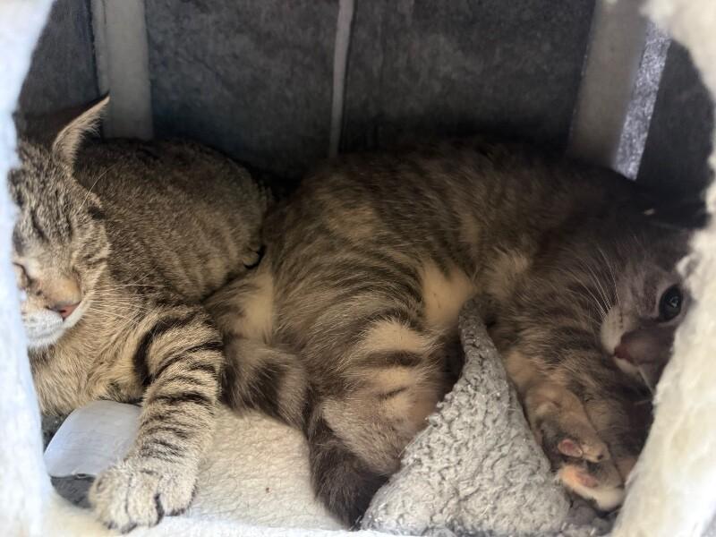 Liam — thumbnail 4