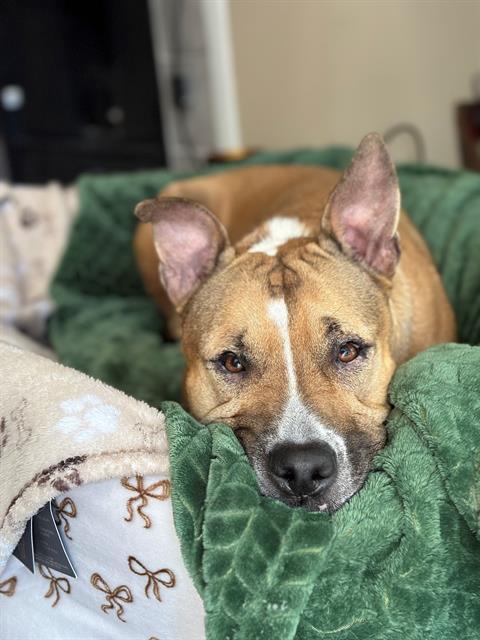 COOKIE, Adoptable, Adult Female Pit Bull Terrier.