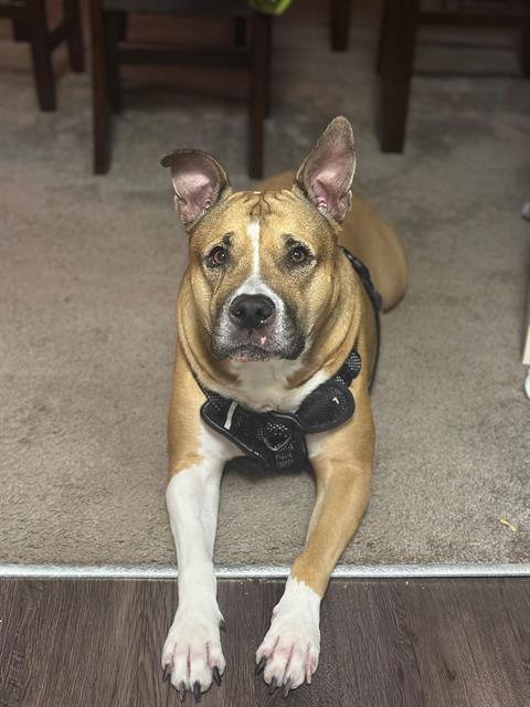 Enlarge COOKIE, a Adoptable Pit Bull Terrier in Charlotte, NC image 1/1