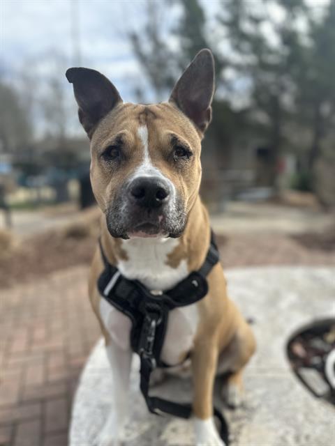 COOKIE, a Adoptable Pit Bull Terrier in Charlotte, NC image 2/3