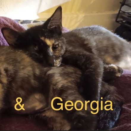 Georgia, Adoptable, Kitten Female Domestic Short Hair.