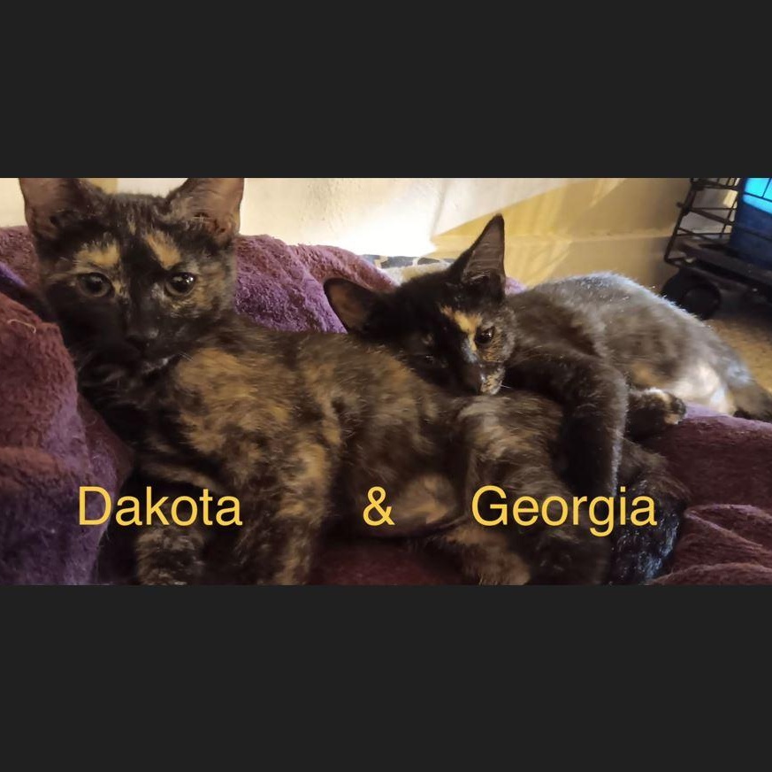 Georgia, a Adoptable Domestic Short Hair in Menasha, WI image 2/2