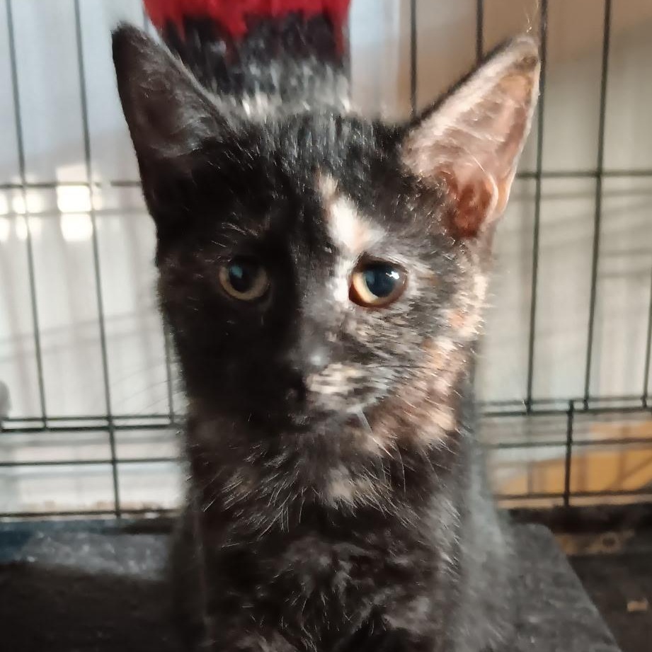 Georgia, Adoptable, Kitten Female Domestic Short Hair.