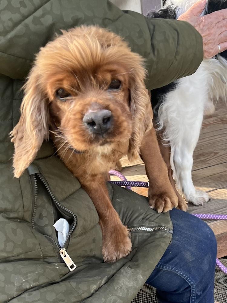 Charlotte, Adoptable, Adult Female Cocker Spaniel.