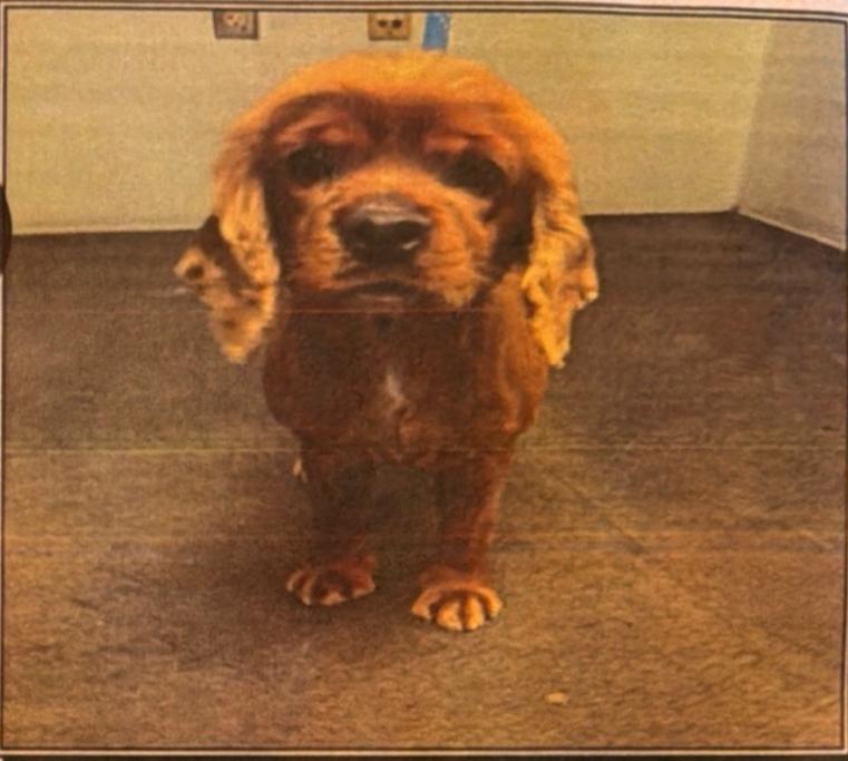 Enlarge Charlotte, a Adoptable Cocker Spaniel in Jamestown, CA image 3/4