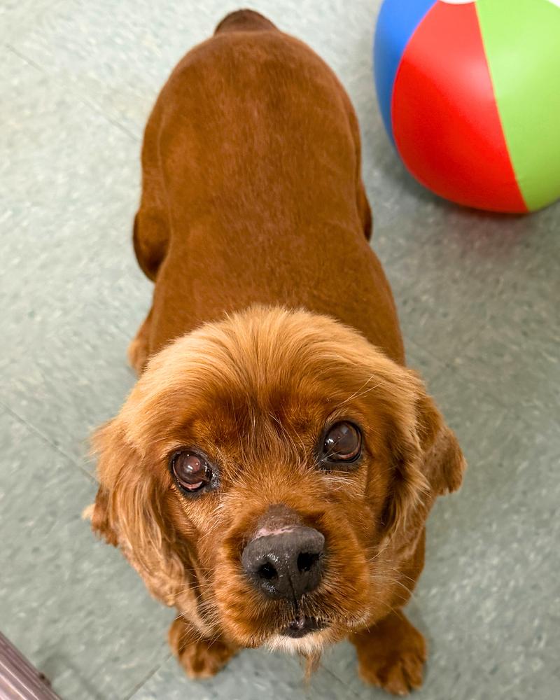 Charlotte, a Adoptable Cocker Spaniel in Jamestown, CA image 2/4