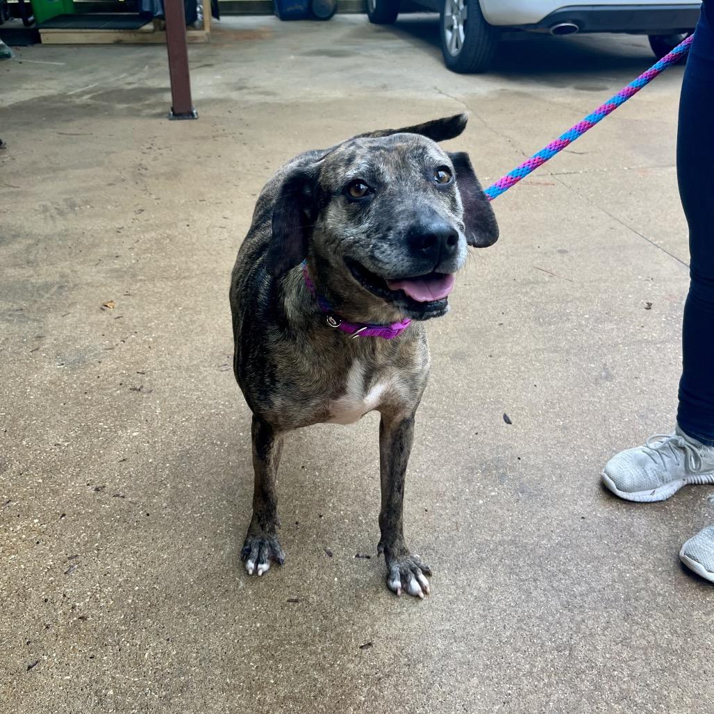 Missy, Adoptable, Adult Female Mountain Cur.