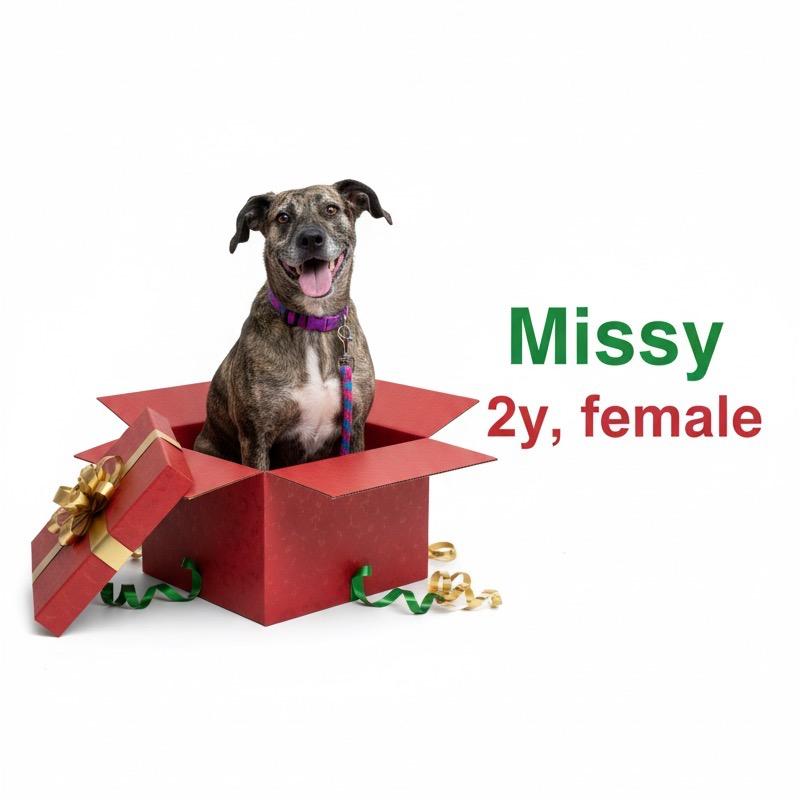 Missy, a Adoptable mixed breed in Palestine, TX image 2/4