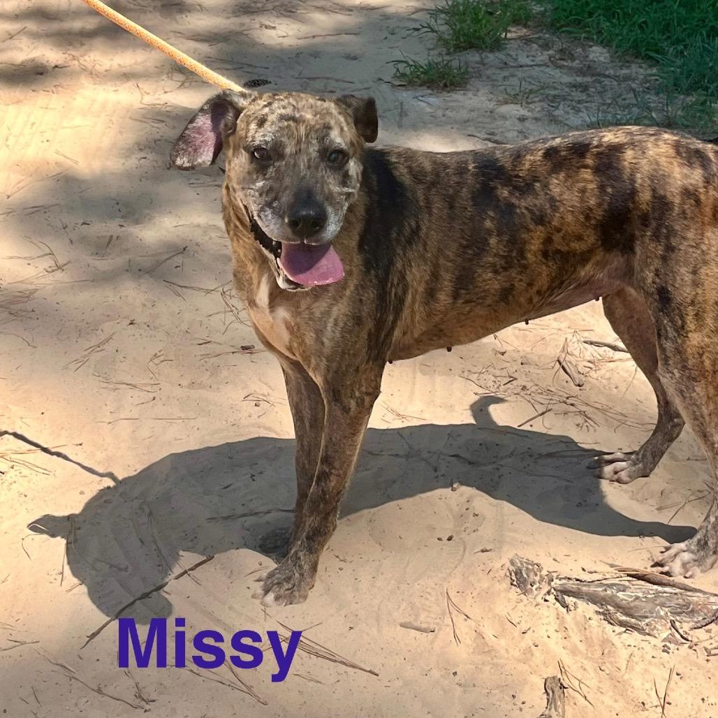 Missy, a Adoptable mixed breed in Palestine, TX image 4/4
