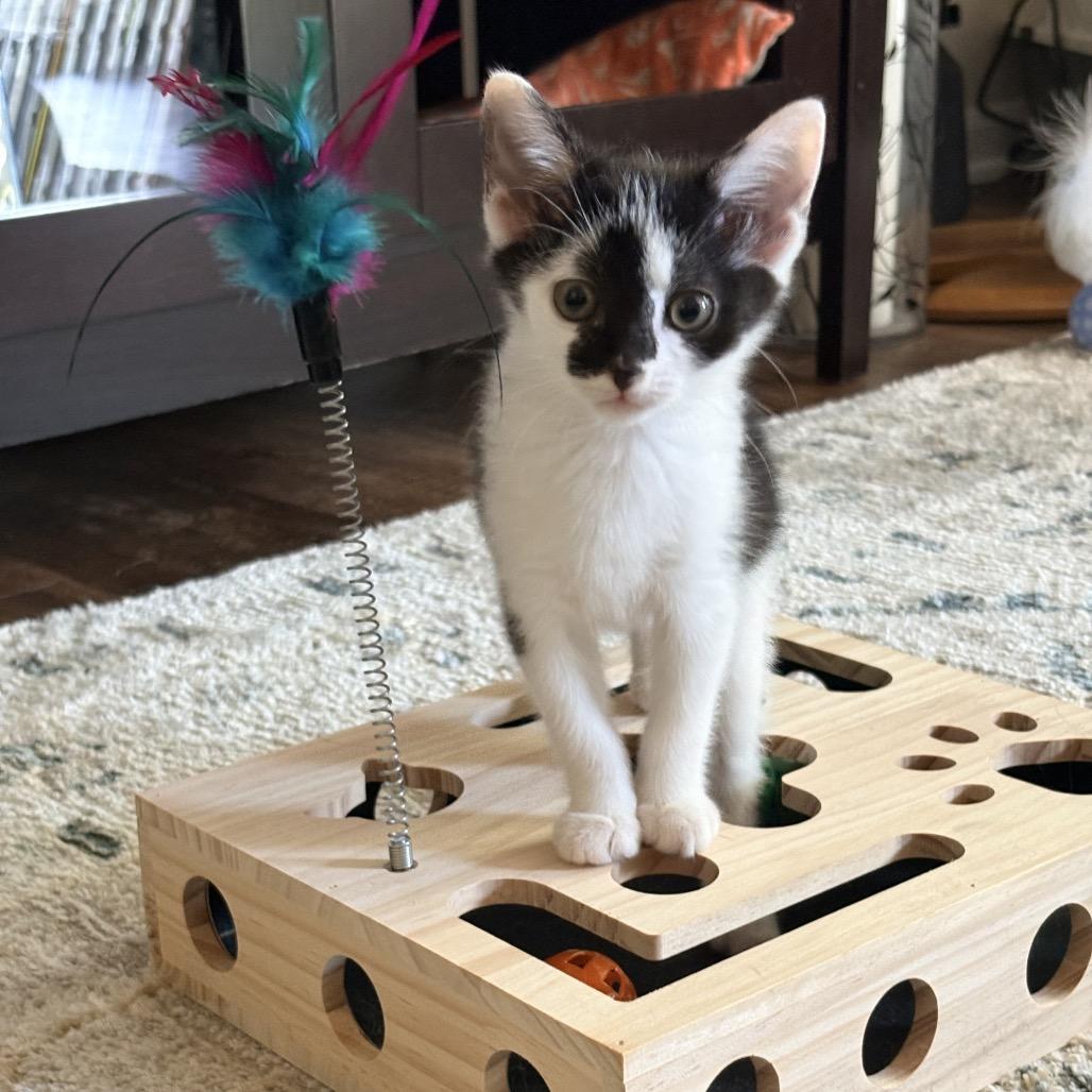 Toyota Supra, Adoptable, Kitten Female Domestic Short Hair.
