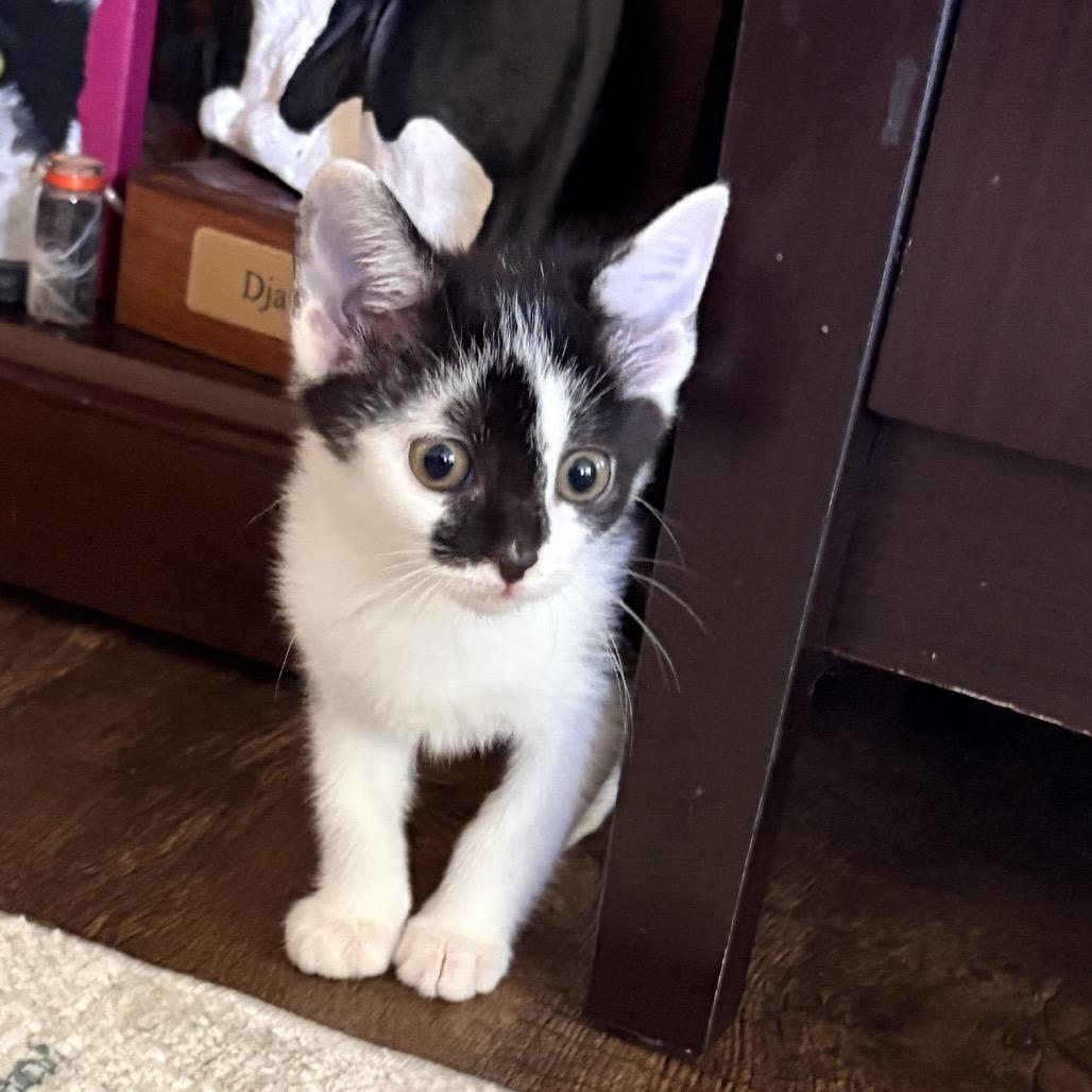 Enlarge Toyota Supra, a Adoptable Domestic Short Hair in Bel Air, MD image 2/4