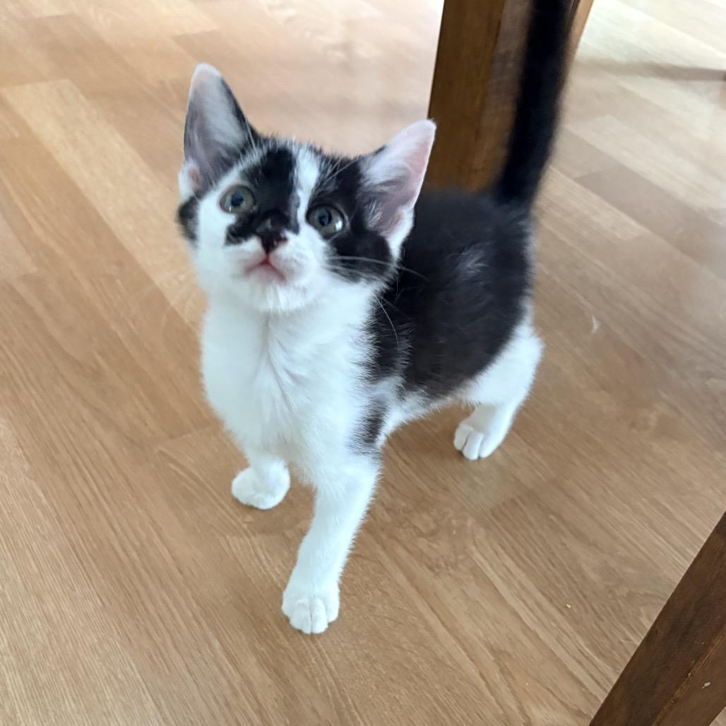 Enlarge Toyota Supra, a Adoptable Domestic Short Hair in Bel Air, MD image 3/4