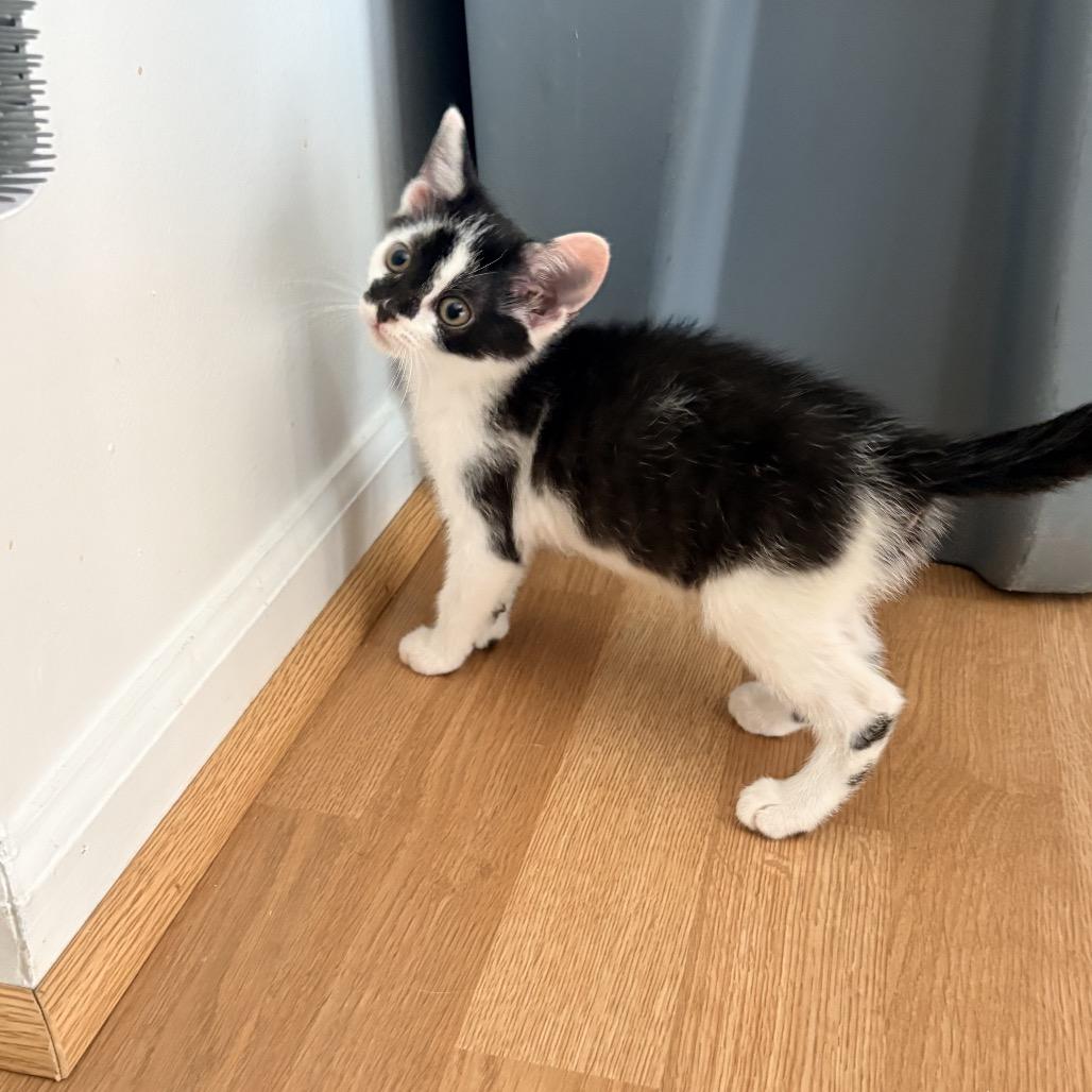 Enlarge Toyota Supra, a Adoptable Domestic Short Hair in Bel Air, MD image 4/4