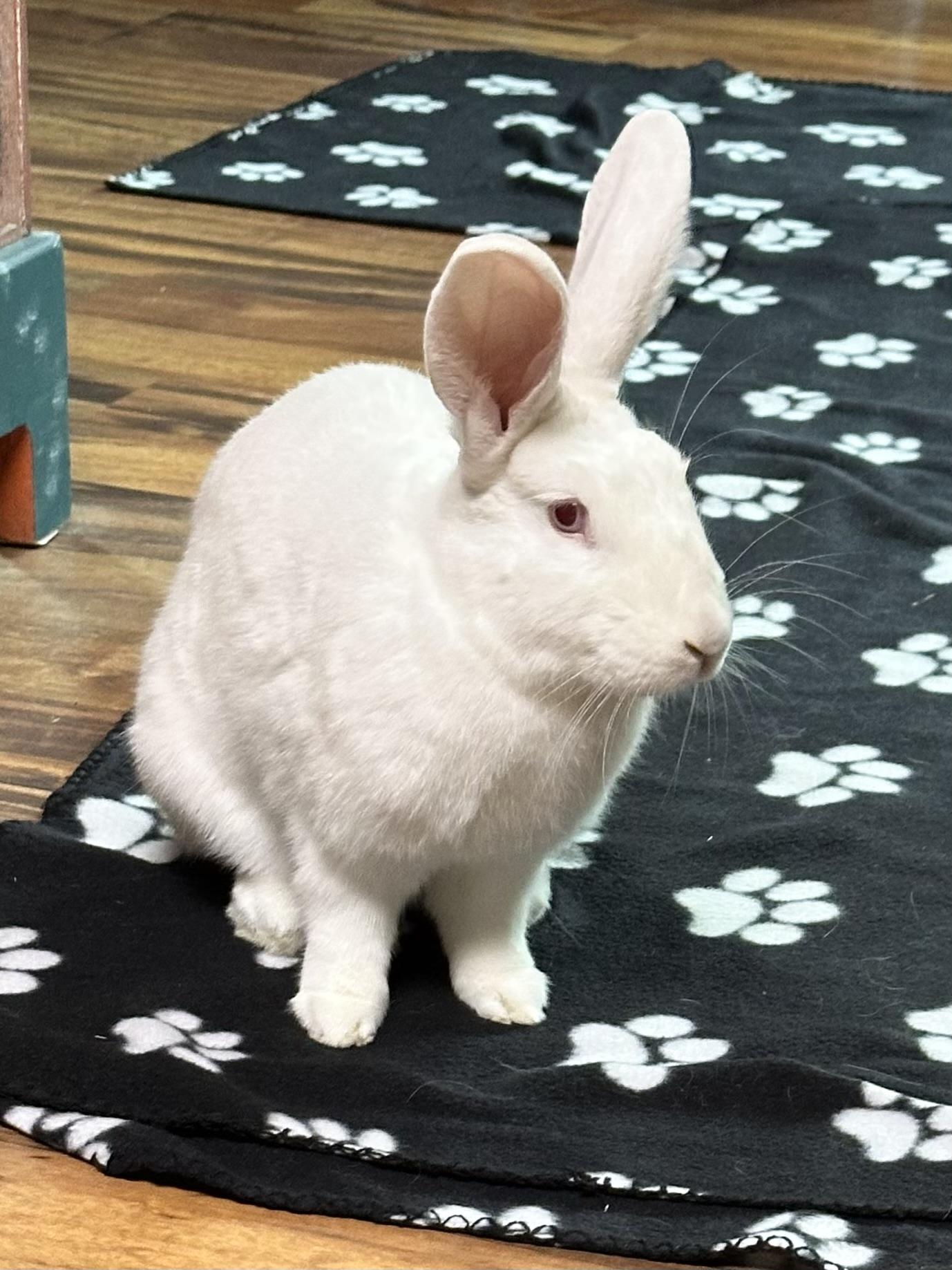 Enlarge Abigail, a Adoptable New Zealand in Oshkosh, WI image 4/6