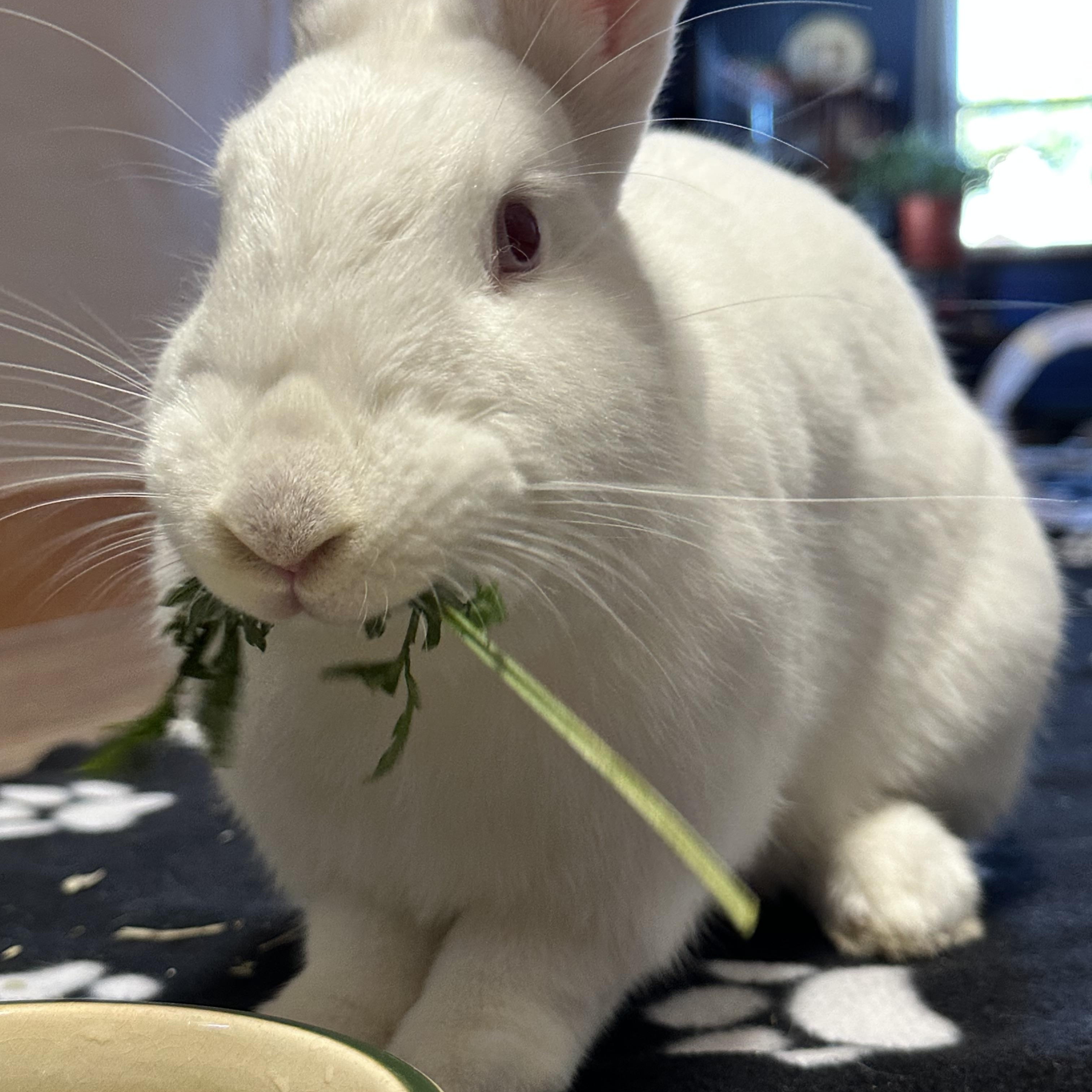 Enlarge Abigail, a Adoptable New Zealand in Oshkosh, WI image 2/6
