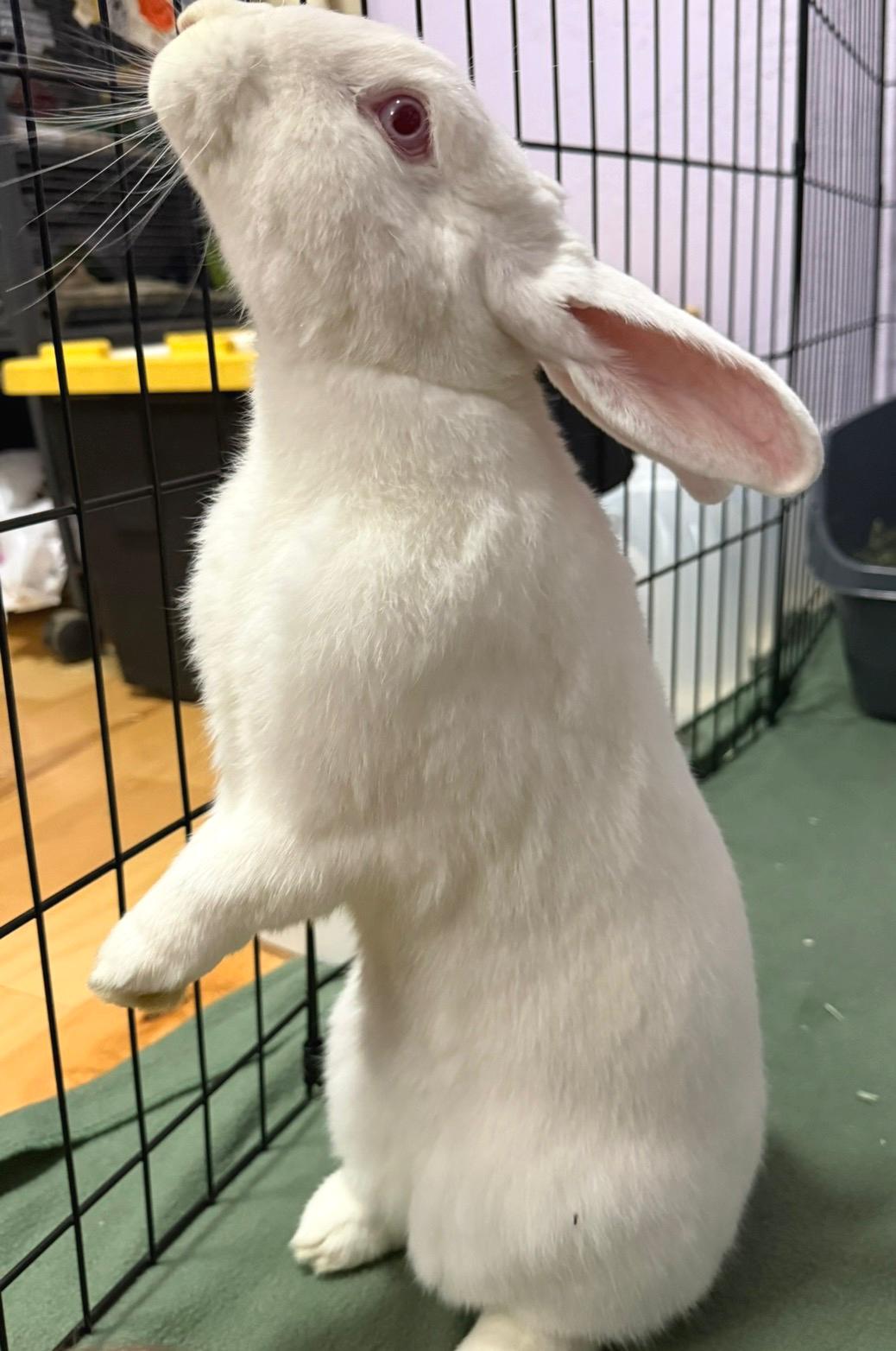 Enlarge Abigail, a Adoptable New Zealand in Oshkosh, WI image 3/6