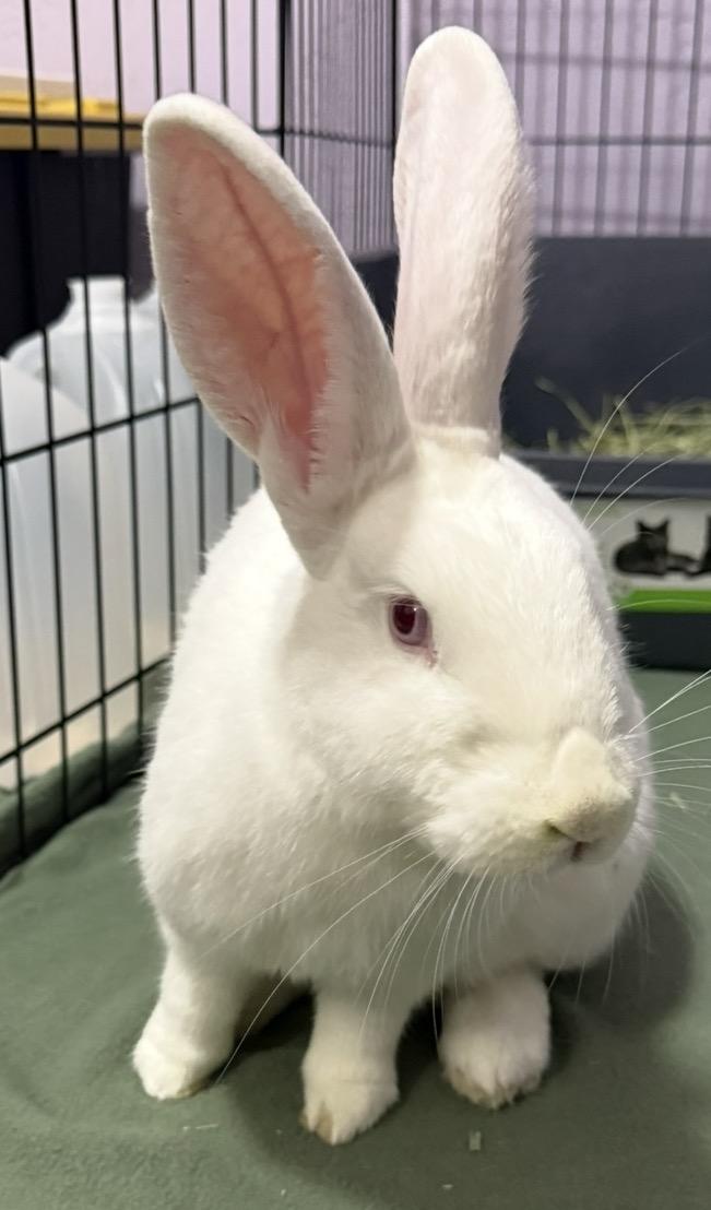 Abigail, Adoptable, Young Female New Zealand.
