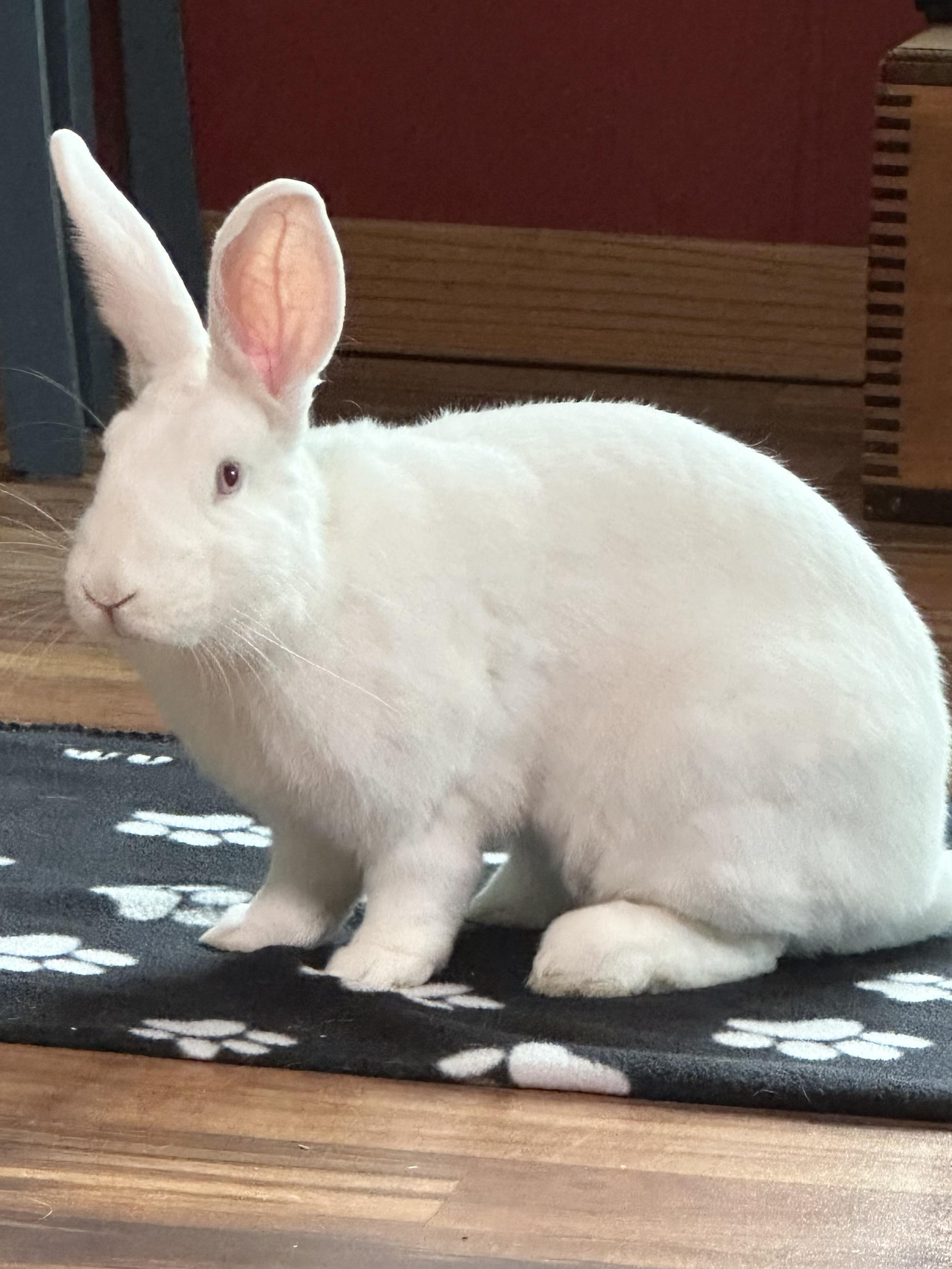 Enlarge Abigail, a Adoptable New Zealand in Oshkosh, WI image 5/6