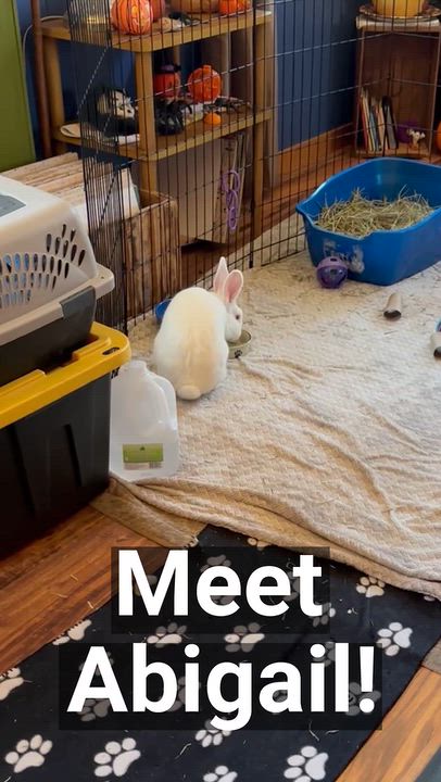 Enlarge Abigail, a Adoptable New Zealand in Oshkosh, WI video 6/6