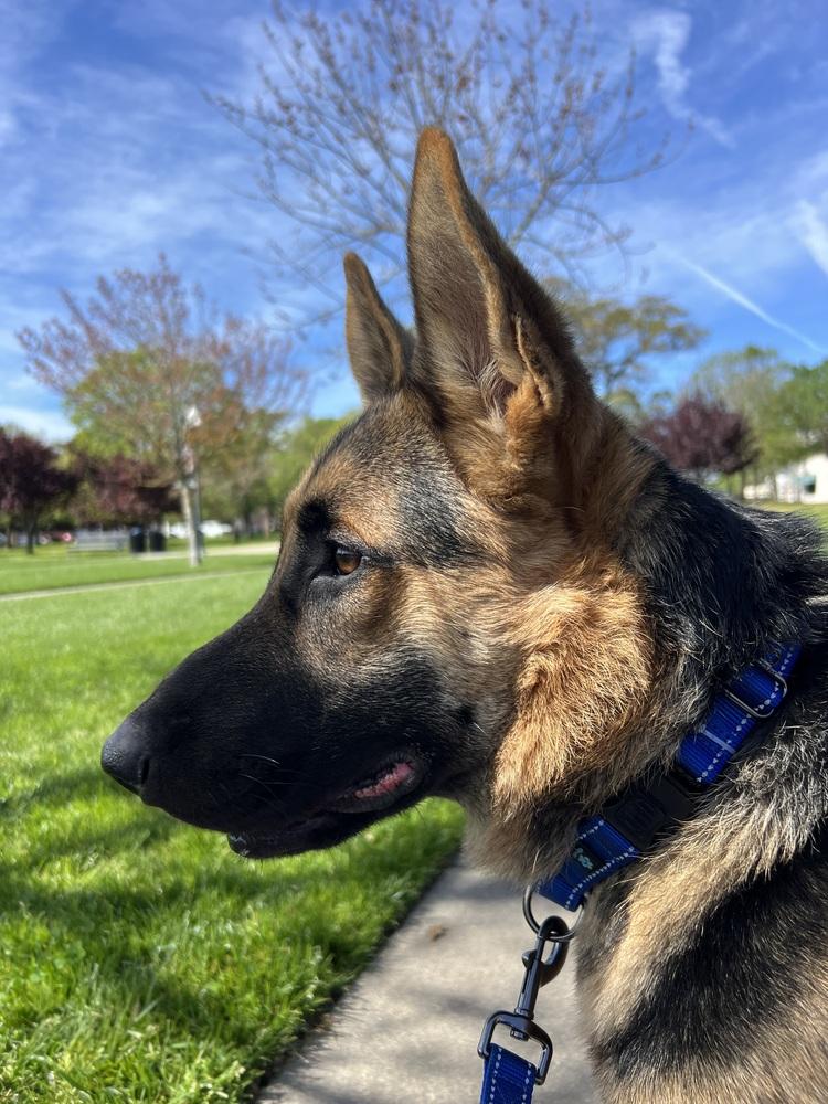Dexter, Adoptable, Puppy Male German Shepherd Dog.