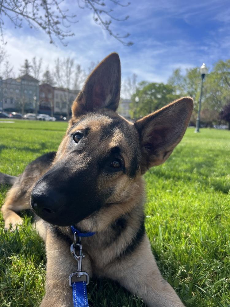 Enlarge Dexter, a Adoptable German Shepherd Dog in Fulton, CA image 2/6