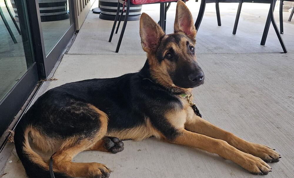 Enlarge Dexter, a Adoptable German Shepherd Dog in Fulton, CA image 3/6