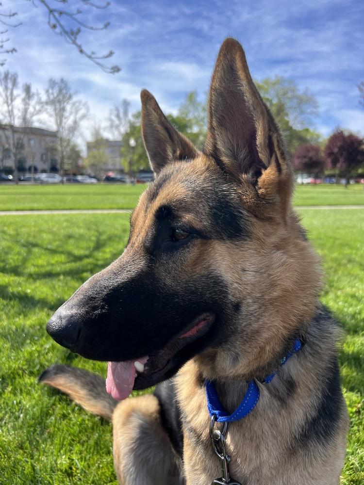 Enlarge Dexter, a Adoptable German Shepherd Dog in Fulton, CA image 4/6