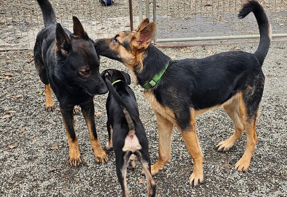 Enlarge Dexter, a Adoptable German Shepherd Dog in Fulton, CA image 5/6