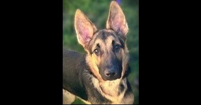 Enlarge Dexter, a Adoptable German Shepherd Dog in Fulton, CA image 6/6
