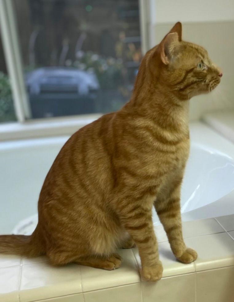 Elmer, Adoptable, Young Male Tabby & Tiger.