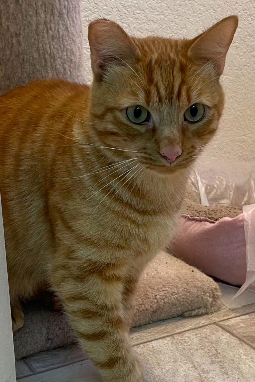 Enlarge Elmer, a Adoptable mixed breed in Palo Alto, CA image 3/3