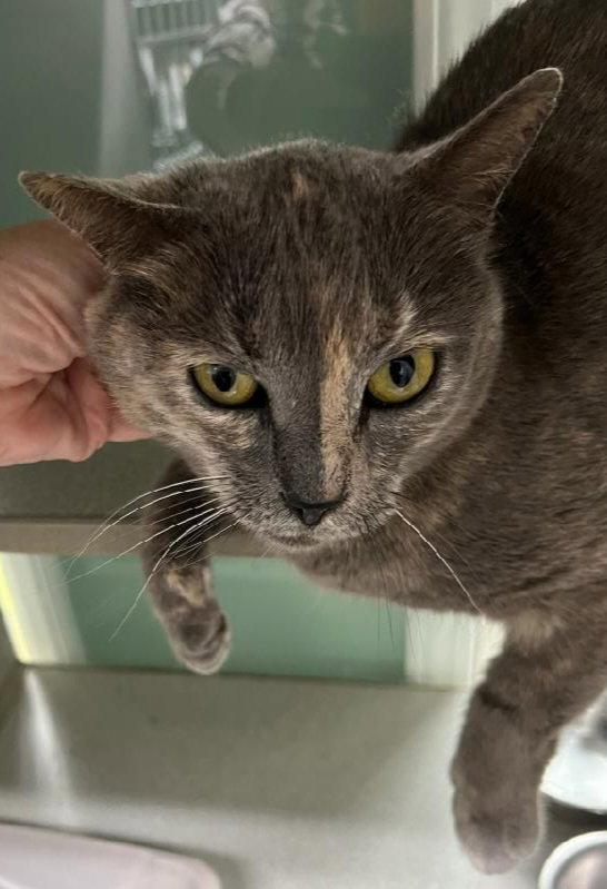 Tortellini, Adopted, Adult Female Dilute Tortoiseshell.