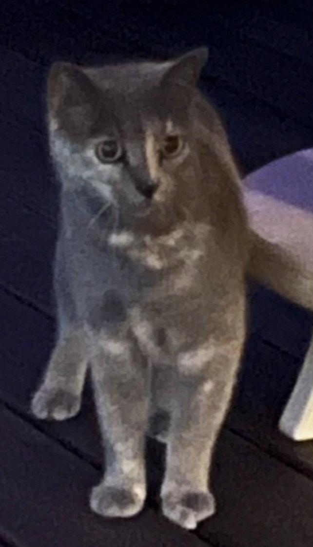 Enlarge Tortellini, a Adopted Dilute Tortoiseshell in Magnolia Springs, AL image 2/2