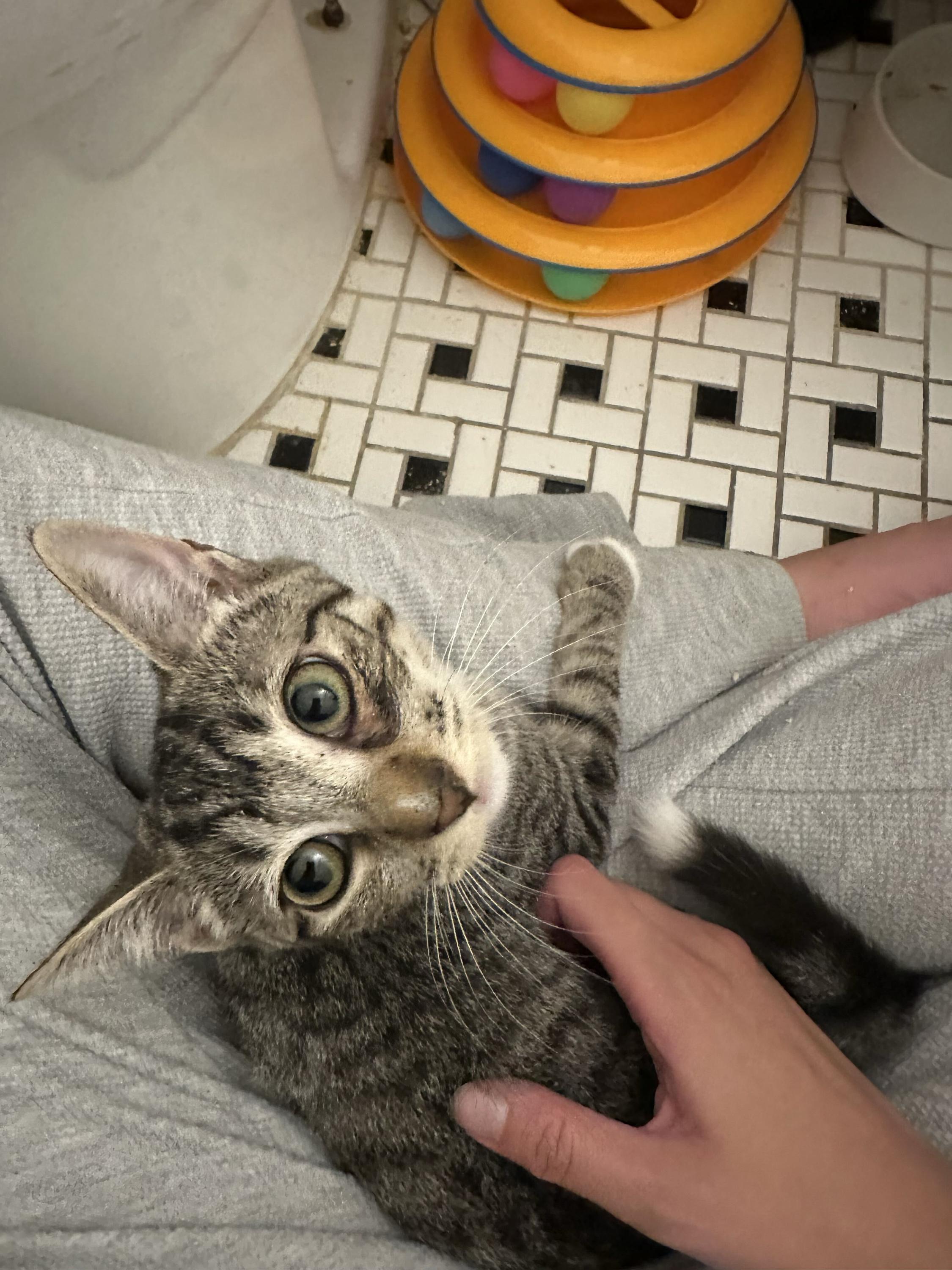 Enlarge Parker, a Adoptable Domestic Short Hair in Long Island City, NY image 4/5