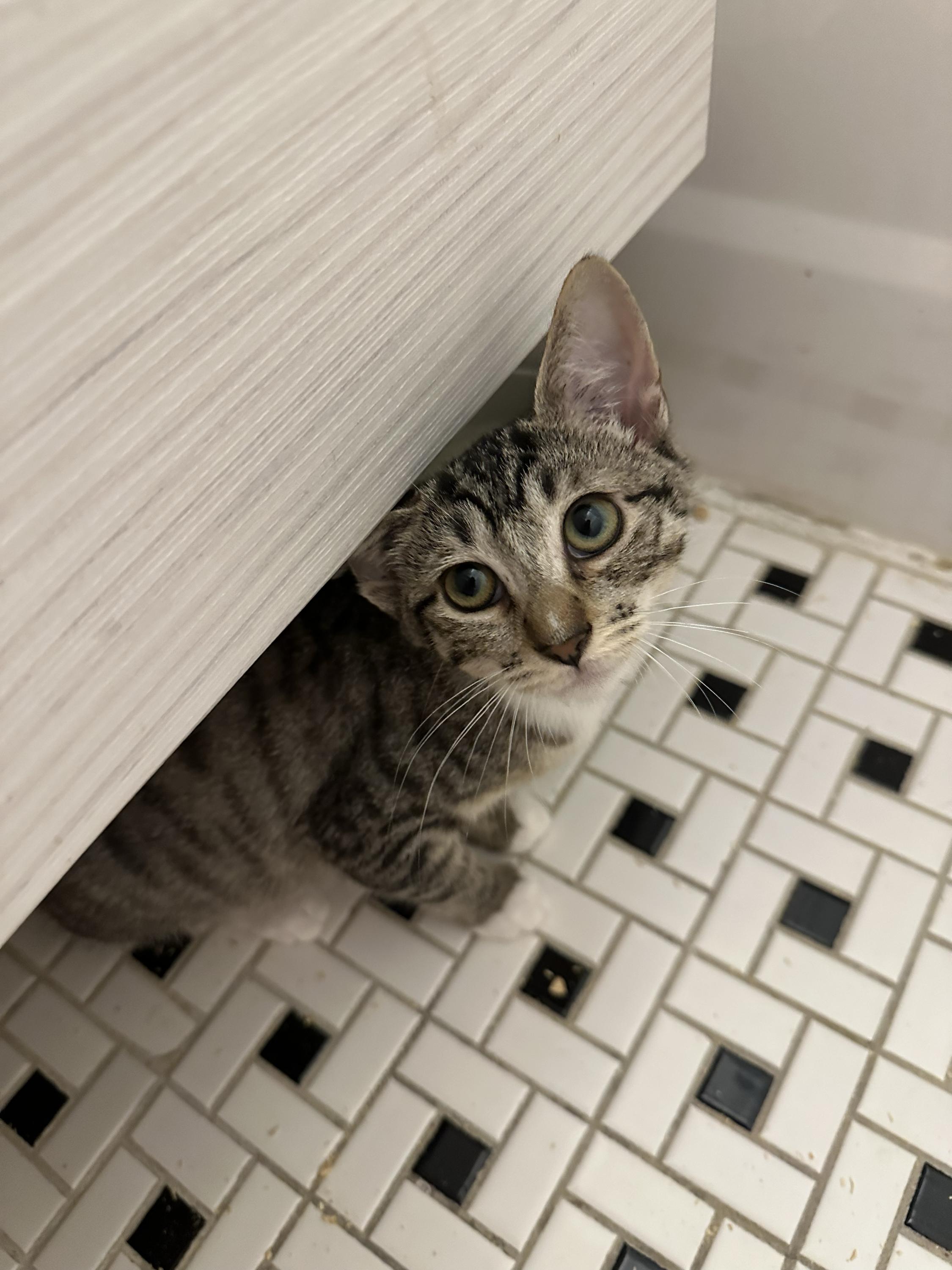 Enlarge Parker, a Adoptable Domestic Short Hair in Long Island City, NY image 2/5