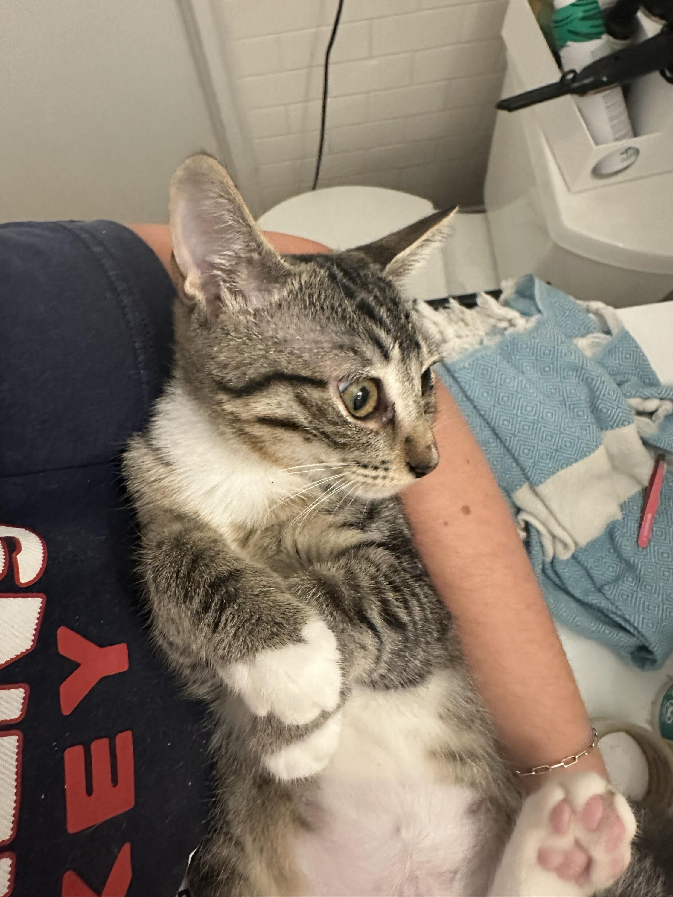 Enlarge Parker, a Adoptable Domestic Short Hair in Long Island City, NY image 5/5