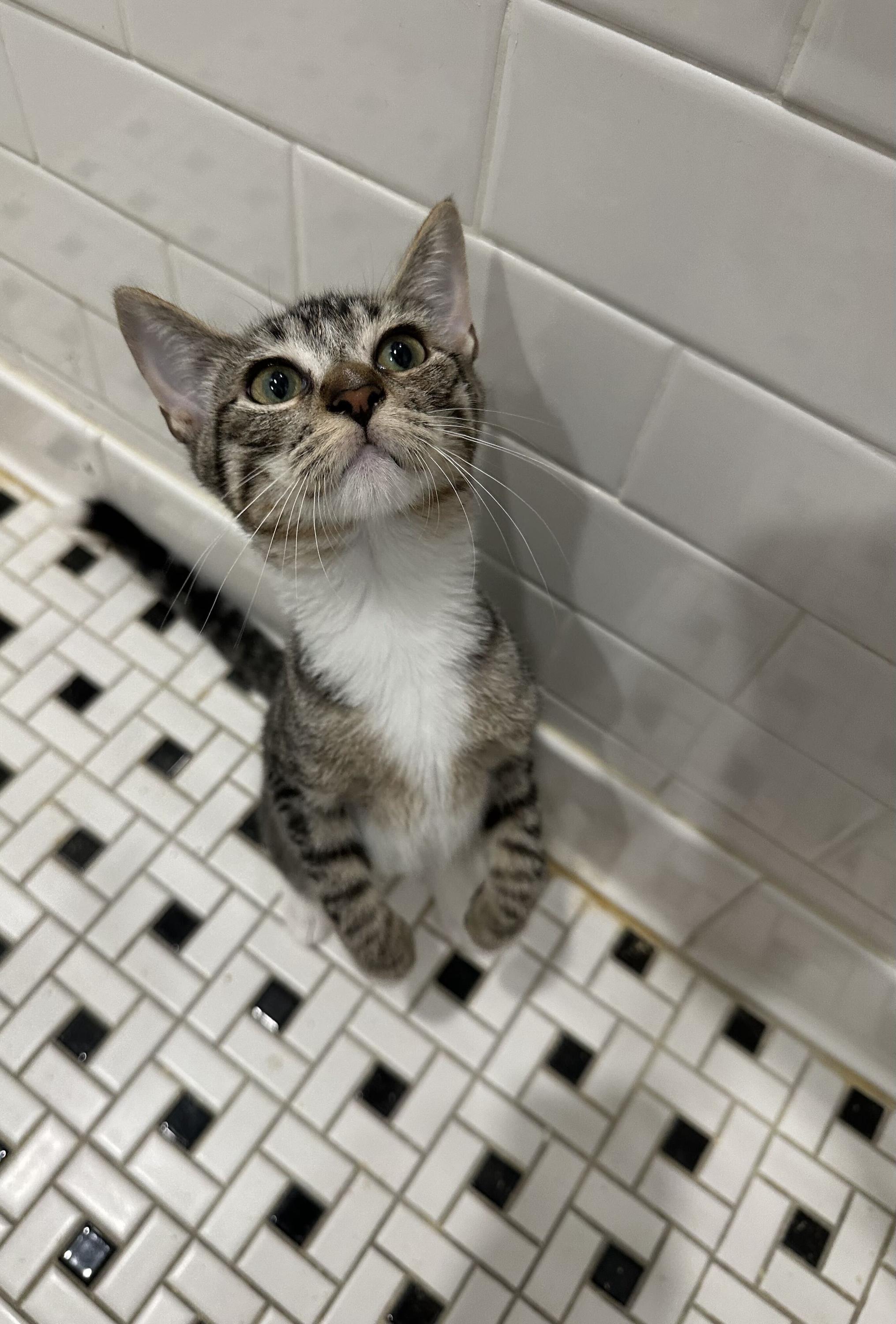 Parker, Adoptable, Kitten Female Domestic Short Hair.