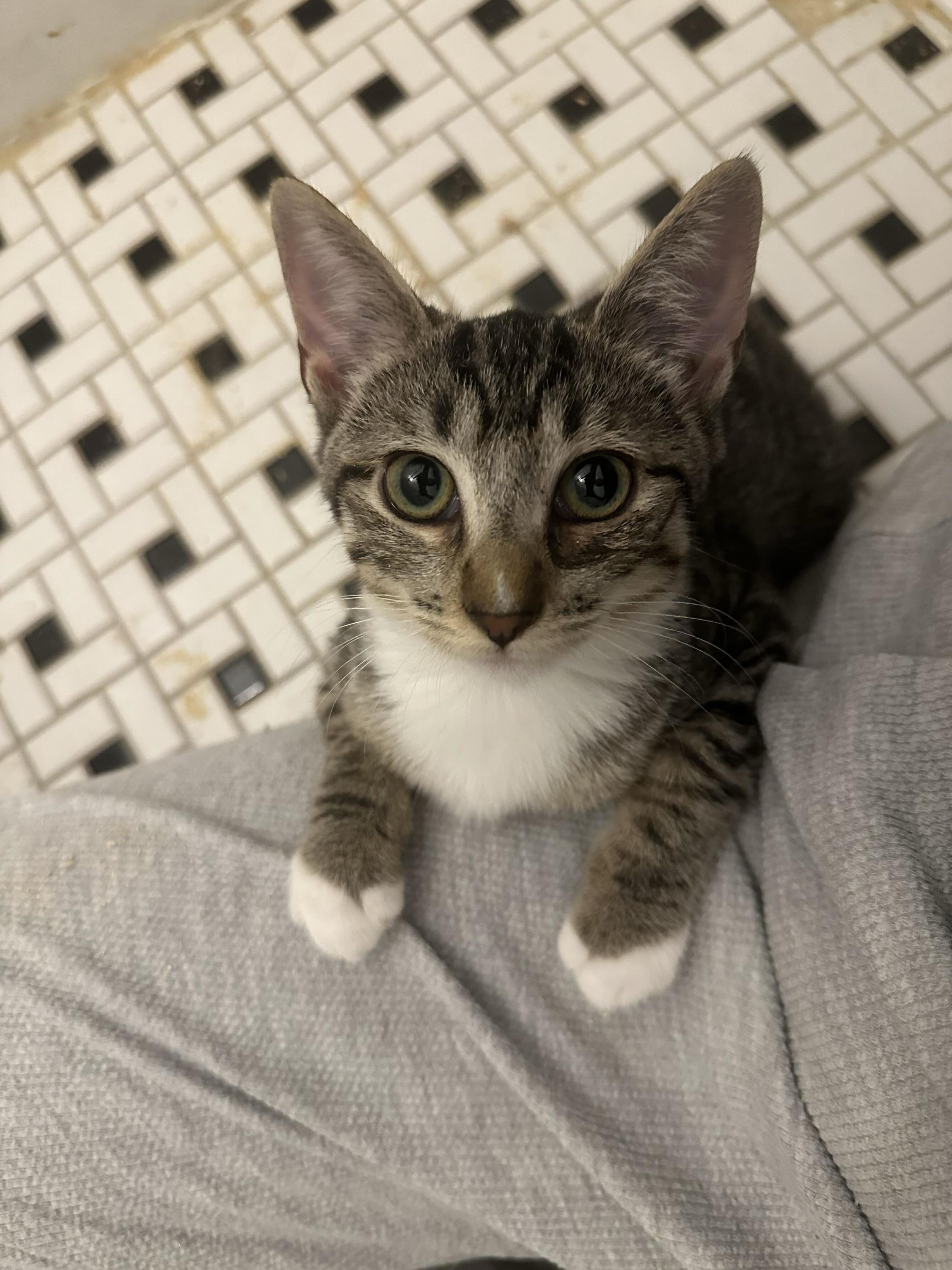 Enlarge Parker, a Adoptable Domestic Short Hair in Long Island City, NY image 3/5